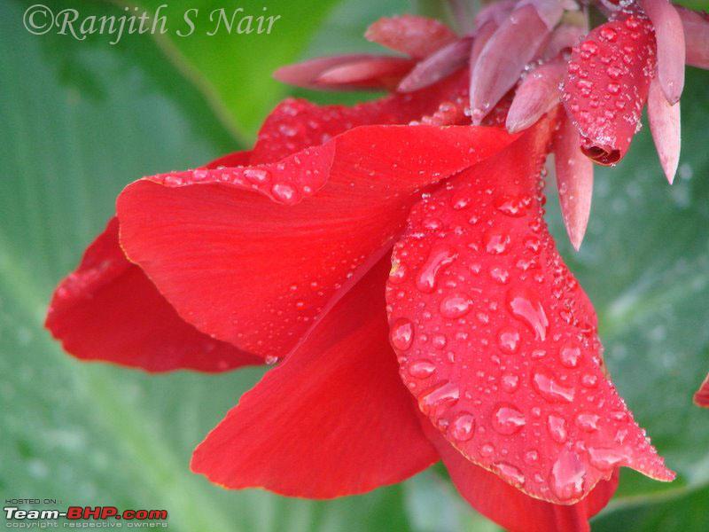 Name:  flower.jpg
Views: 329
Size:  108.3 KB