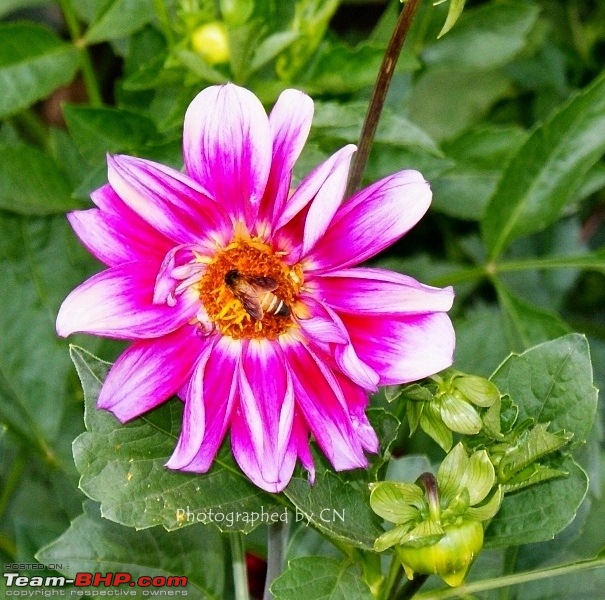 The Official non-auto Image thread-1-bee-flower.jpg