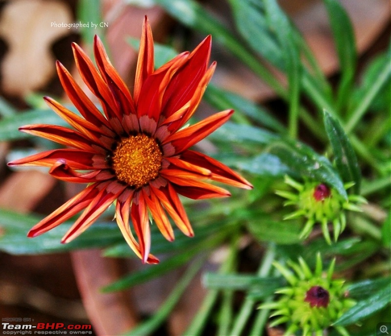 The Official non-auto Image thread-6-beautiful-flower-captured-panchgani.jpg