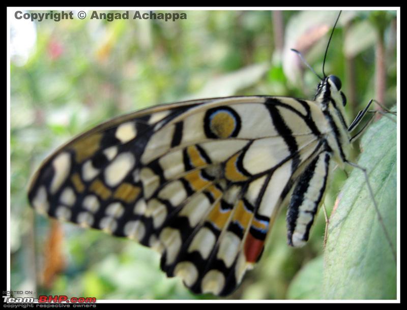 Name:  Butterfly Bannerghatta.jpg
Views: 451
Size:  194.4 KB