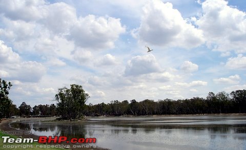 The Official non-auto Image thread-bird-flight-sydney.jpg