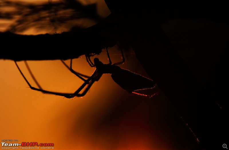The Official non-auto Image thread-spiderbacklit.jpg
