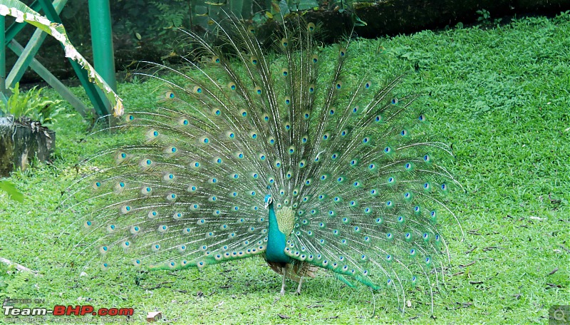 The Official non-auto Image thread-peacockmalaysia.jpg