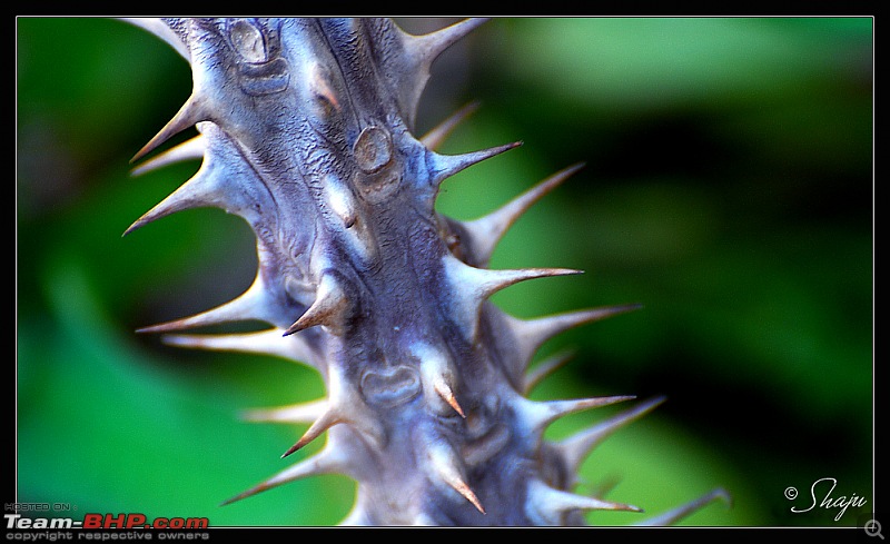The Official non-auto Image thread-thorn.jpg
