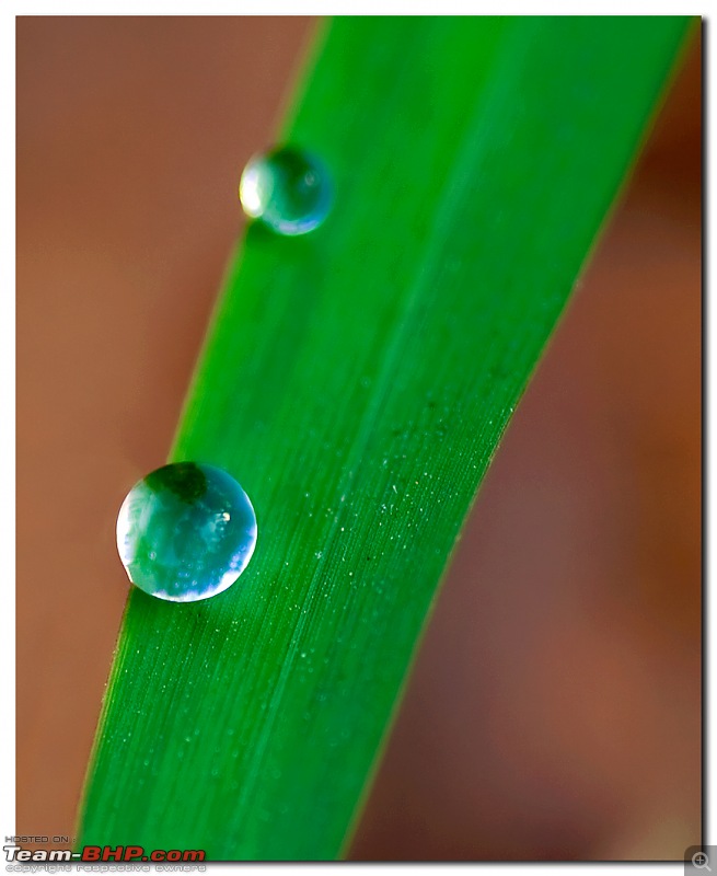 The Official non-auto Image thread-dewdrops.jpg
