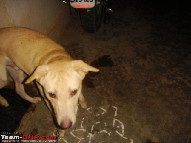 Team-BHPians and their Pets-rocky4.jpg