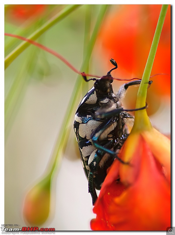 The Official non-auto Image thread-beetle.jpg