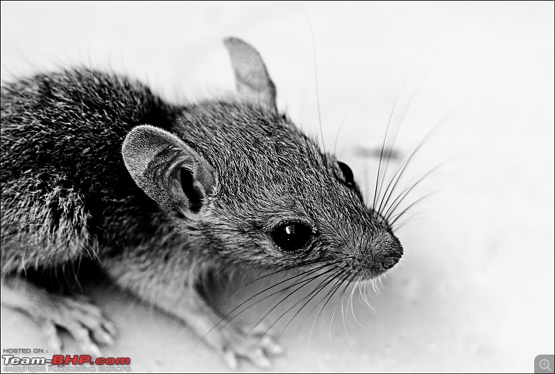The Official non-auto Image thread-mouse___2706_1600x1078.jpg