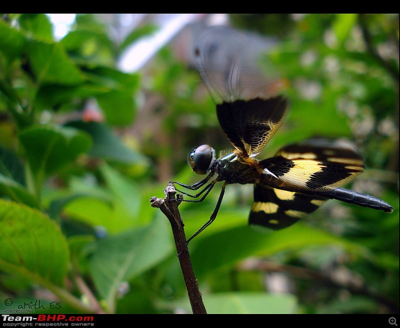 The Official non-auto Image thread-dragonfly_amith_es_klubclass.jpg