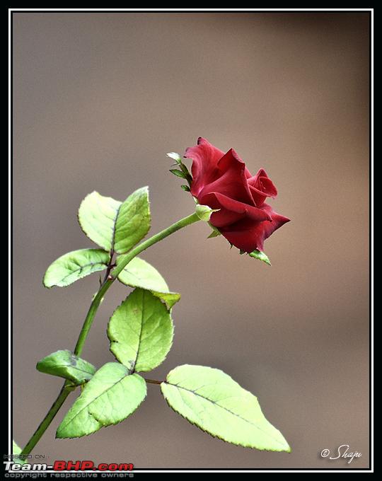 Name:  rose.jpg
Views: 419
Size:  346.0 KB