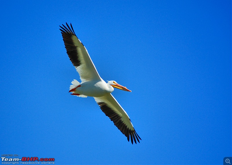 The Official non-auto Image thread-pelican.jpg
