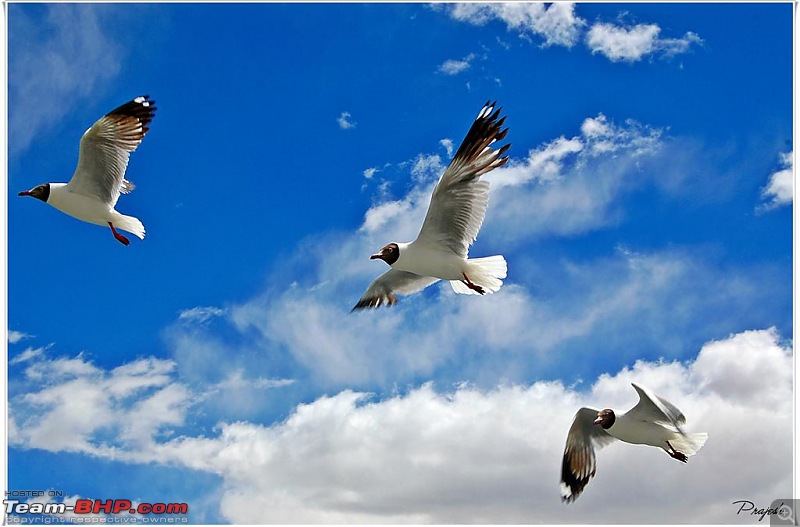 The Official non-auto Image thread-seagull1-large.jpg