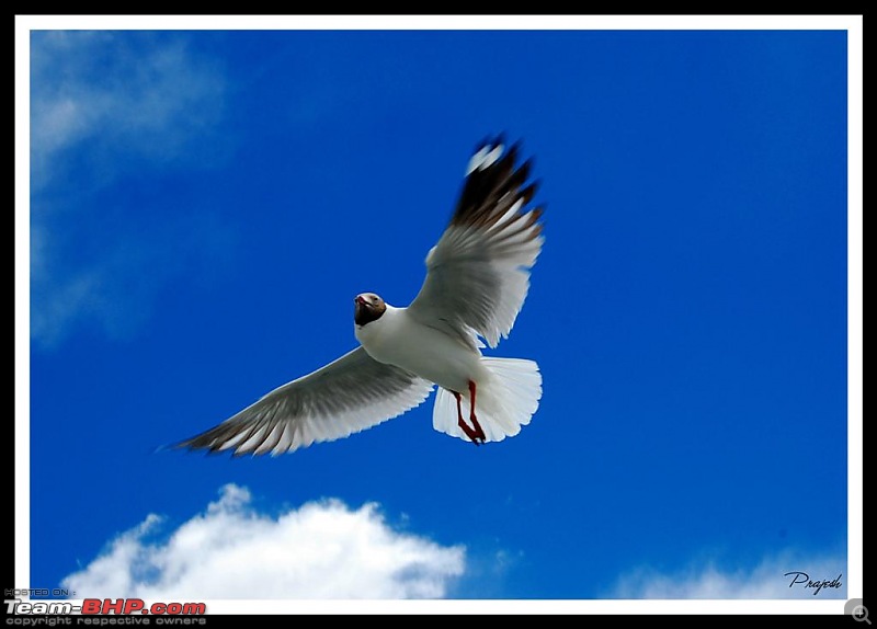 The Official non-auto Image thread-seagull2-large.jpg