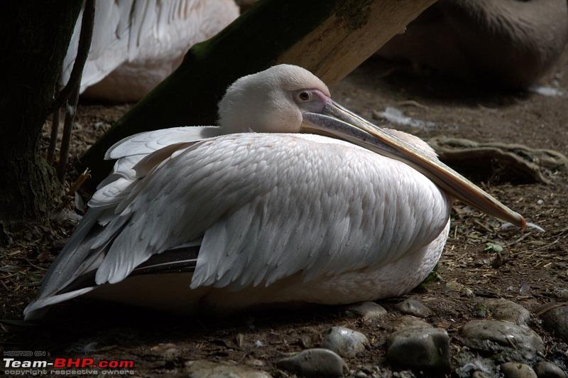 Name:  pelican.jpg
Views: 428
Size:  151.5 KB