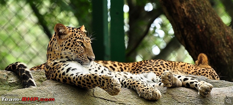 The Official non-auto Image thread-leopard.jpg