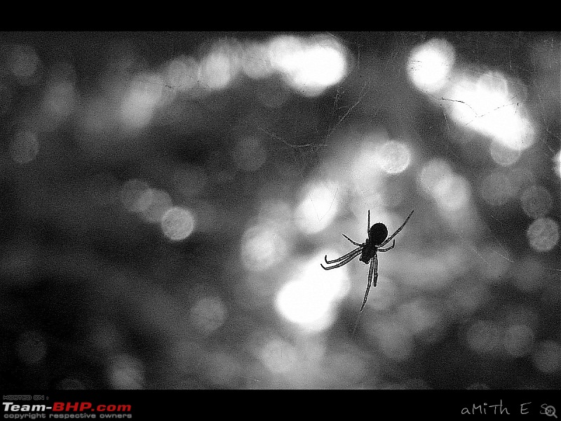 The Official non-auto Image thread-spider_black-white_amith_es.jpg