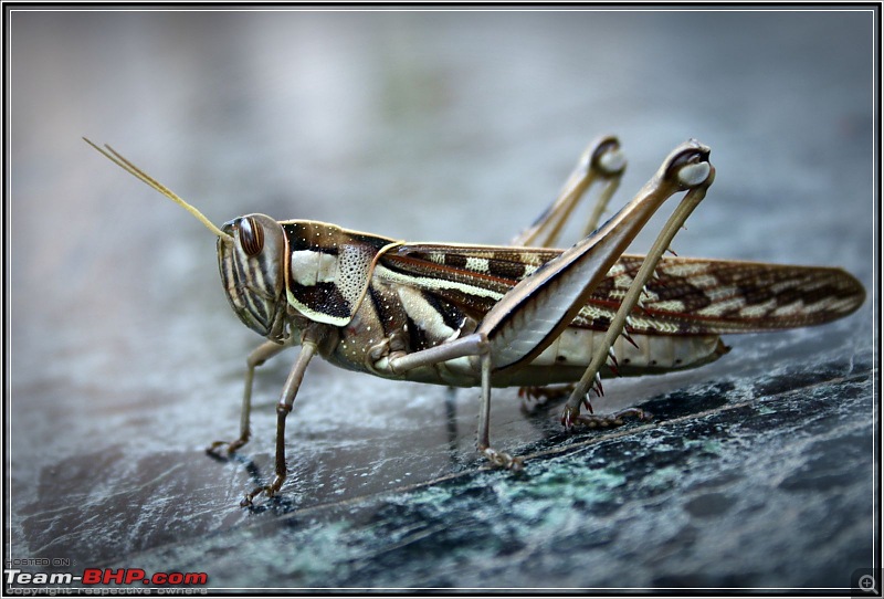 The Official non-auto Image thread-grasshopper.jpg