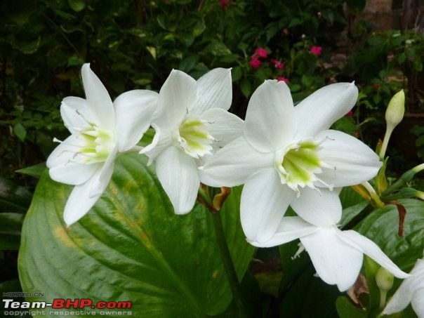 The Official non-auto Image thread-lillies.jpg