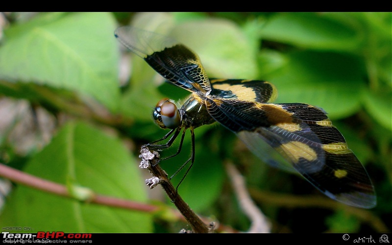 The Official non-auto Image thread-dragonfly_klubclass_amith_es1.jpg