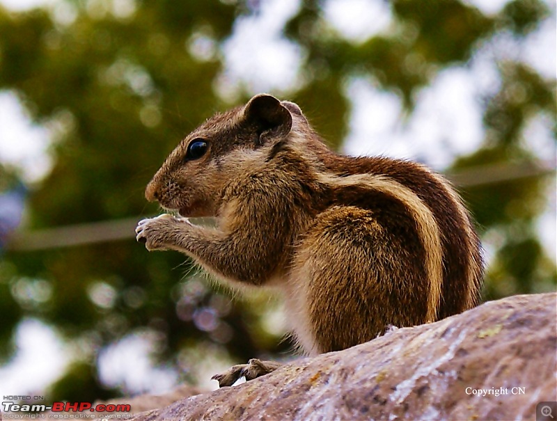 The Official non-auto Image thread-squirrel.jpg