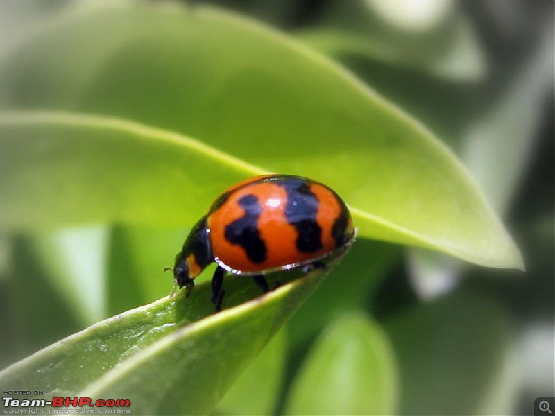 The Official non-auto Image thread-ladybird.jpg
