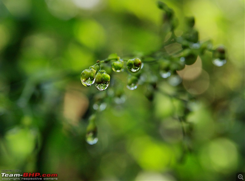 The Official non-auto Image thread-watery-plants.jpg