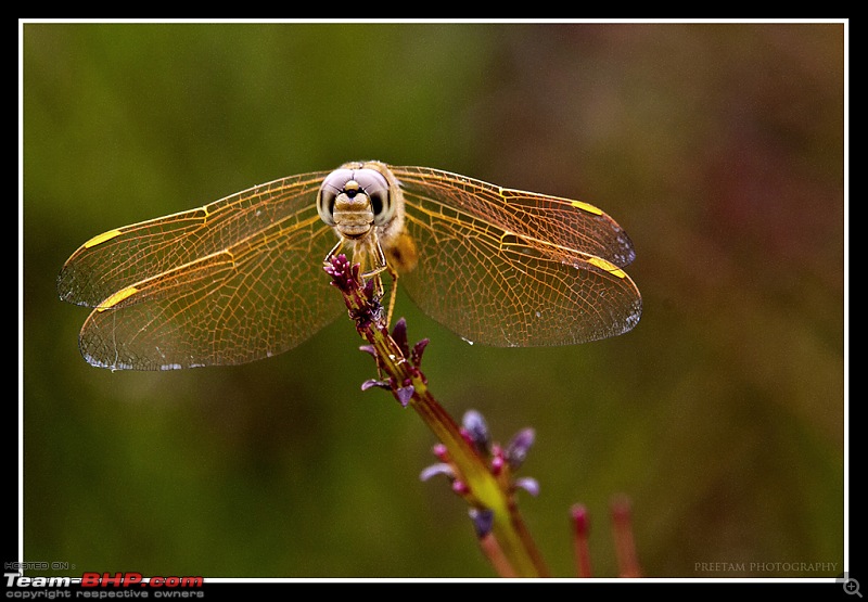 The Official non-auto Image thread-dragonfly_1.jpg