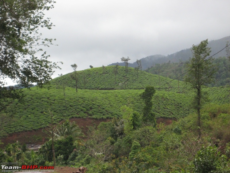 The Official non-auto Image thread-tea-estate.jpg