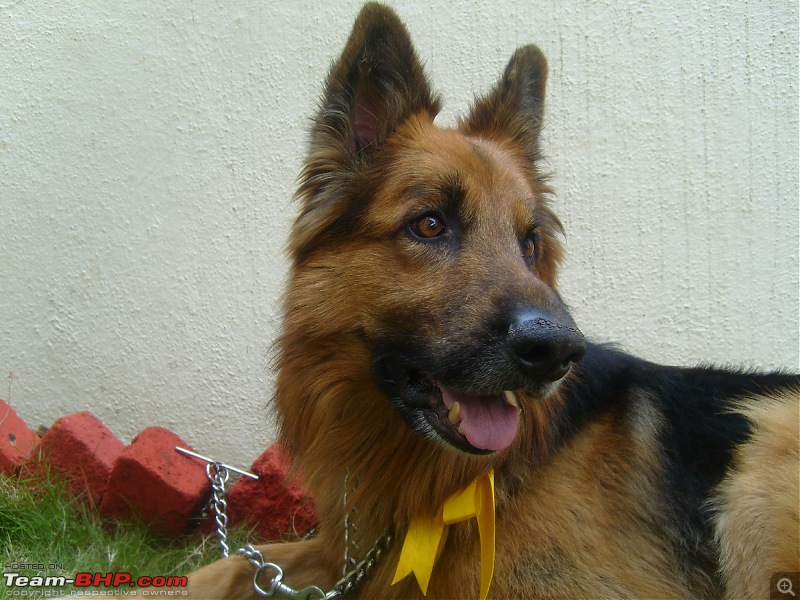 Team-BHPians and their Pets-minis7001591.jpg