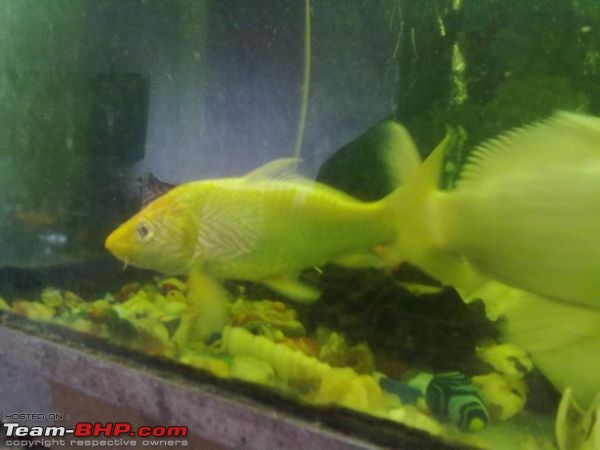 Team-BHPians and their Pets-tank-4.jpg