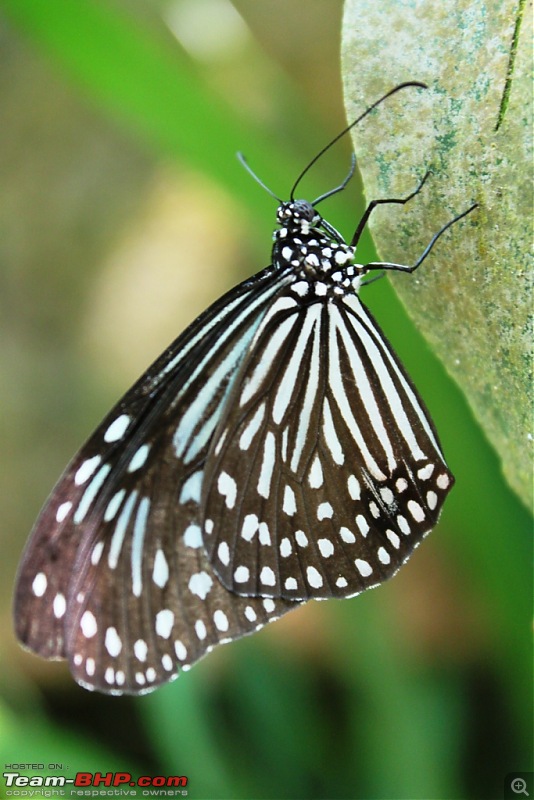 The Official non-auto Image thread-img_4970_butterfly.jpg