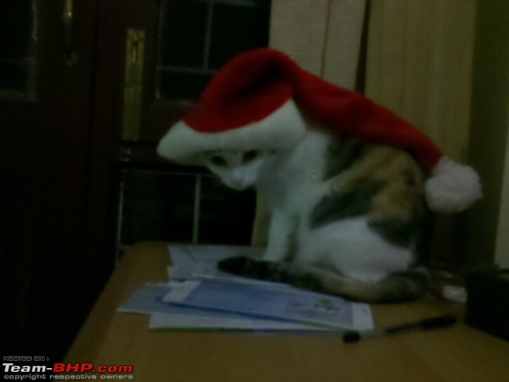 Team-BHPians and their Pets-piggy1.jpg