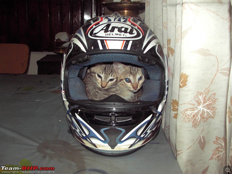 Team-BHPians and their Pets-00075.jpg