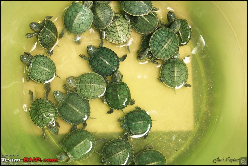 The Official non-auto Image thread-turtles.jpg