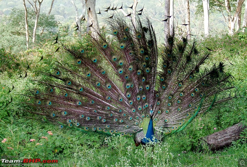 The Official non-auto Image thread-peacock-dance.jpg