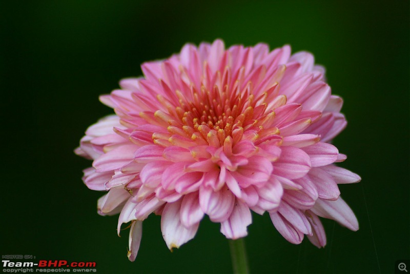 The Official non-auto Image thread-pink-flower1.jpg