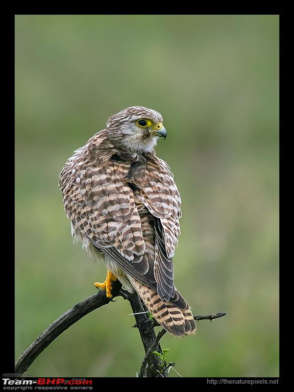 Name:  kestrel_female_hgetta.jpg
Views: 538
Size:  193.0 KB