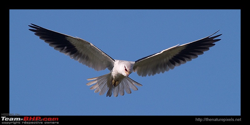 The Official non-auto Image thread-black_shouldered_kite_hgetta.jpg