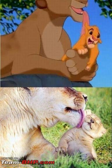 The Official Joke thread-real-lion-lion-king.jpeg