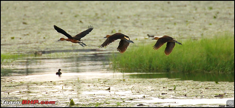 The Official non-auto Image thread-fulvouswhistlingducksinflightforweb.jpg