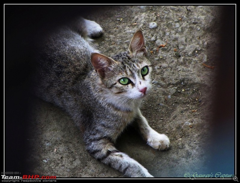 The Official non-auto Image thread-cat-eyeing-us-having-lunch.jpg