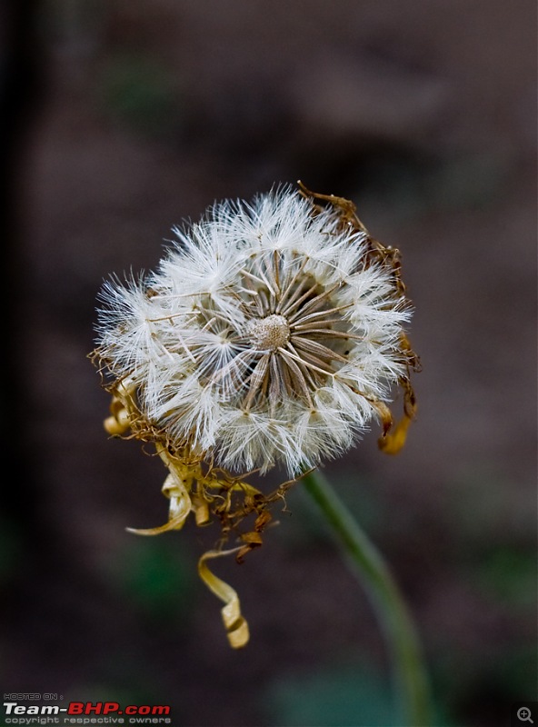 The Official non-auto Image thread-dandelion.jpg