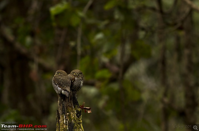 The Official non-auto Image thread-jungle-owlets.jpg