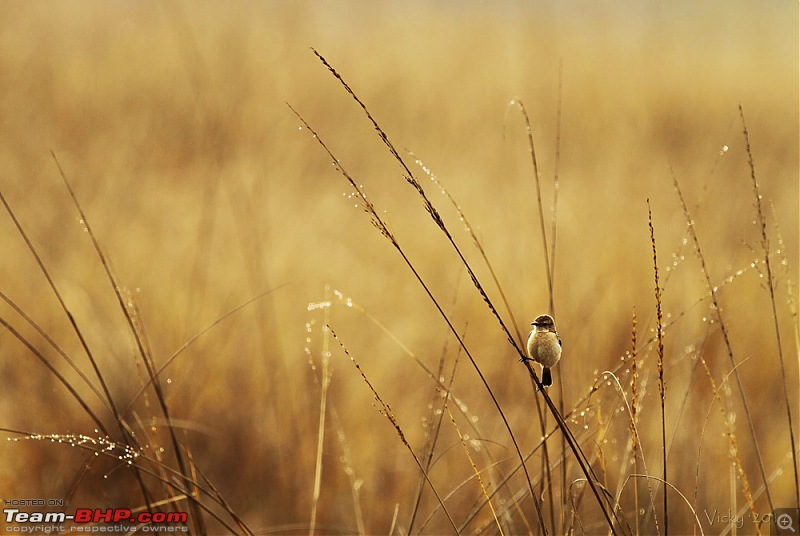 The Official non-auto Image thread-bird.jpg