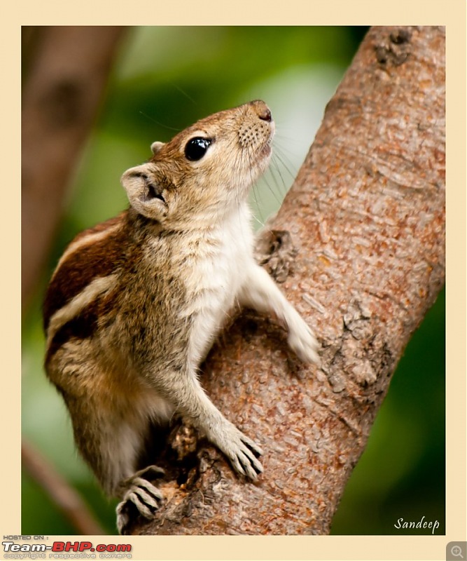 The Official non-auto Image thread-squirrel_print1_10x12.jpg