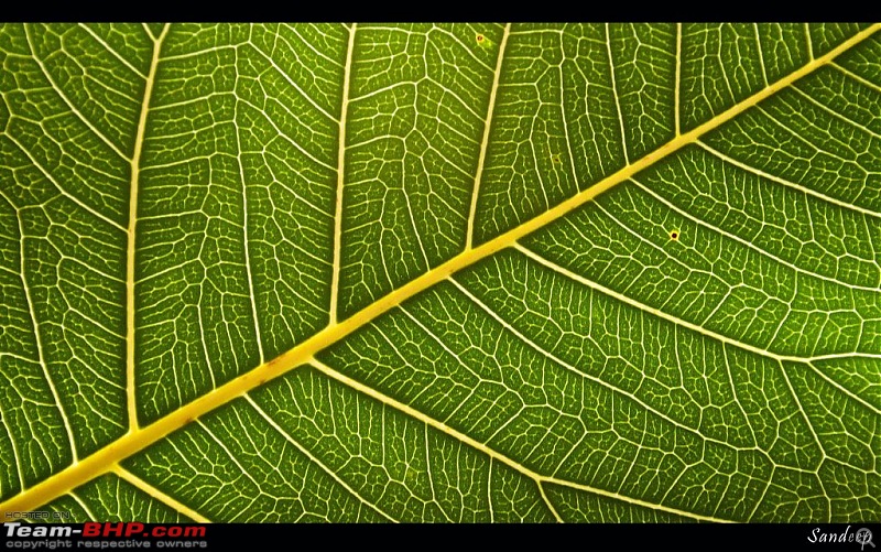 The Official non-auto Image thread-leaf.jpg