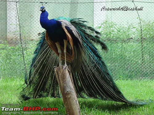 The Official non-auto Image thread-peacock.jpg