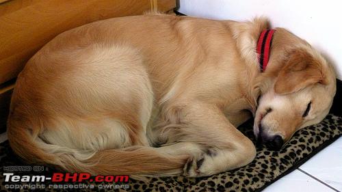 Name:  dog_nap.jpg
Views: 2566
Size:  92.3 KB