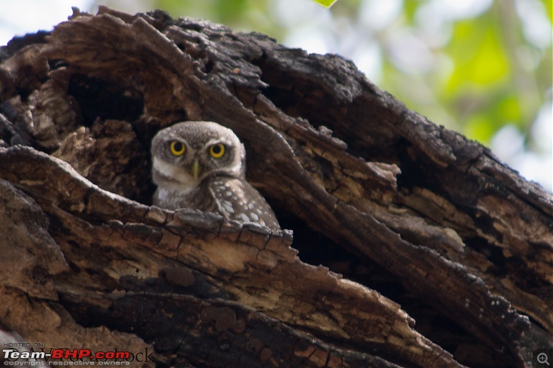 The Official non-auto Image thread-scary-owl.jpg