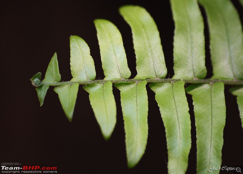 The Official non-auto Image thread-fern.jpg